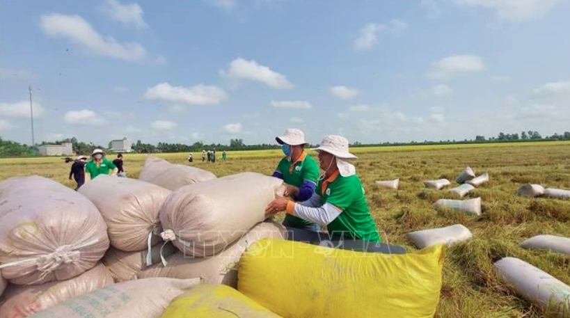 Rice exports top 6.1 million tonnes in eight months